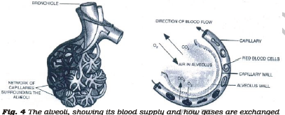 Class 7 Science Respiration in Plants and Animals Chapter Notes