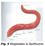 Class 7 Science Respiration in Plants and Animals Chapter Notes