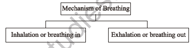 Class 7 Science Respiration in Plants and Animals Chapter Notes