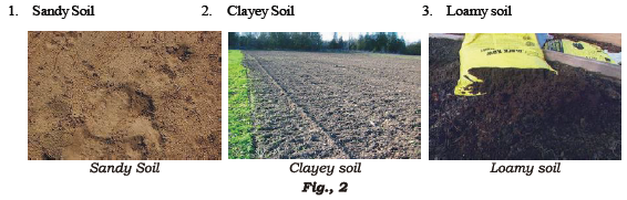 Class 7 Science Soil Chapter Notes