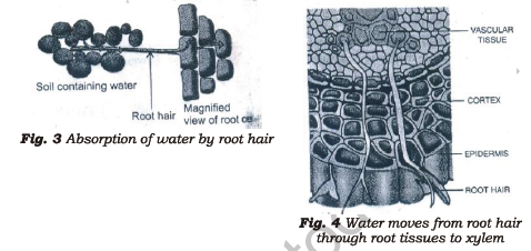 Class 7 Science Transportation in Animals and Plants Chapter Notes