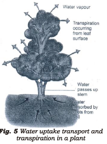 Class 7 Science Transportation in Animals and Plants Chapter Notes