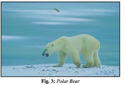 Class 7 Science Weather Climate Adaptations of Animals to Climate Chapter  Notes