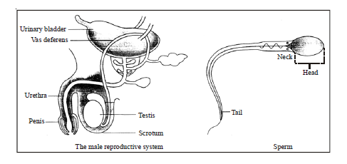 CBSE Class 8 Science Animal Reproduction Chapter Notes_1