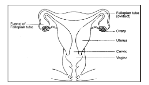 CBSE Class 8 Science Reproduction in Animals Notes