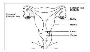 CBSE Class 8 Science Animal Reproduction Chapter Notes_2