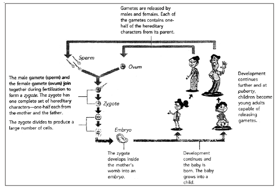 CBSE Class 8 Science Reproduction in Animals Notes