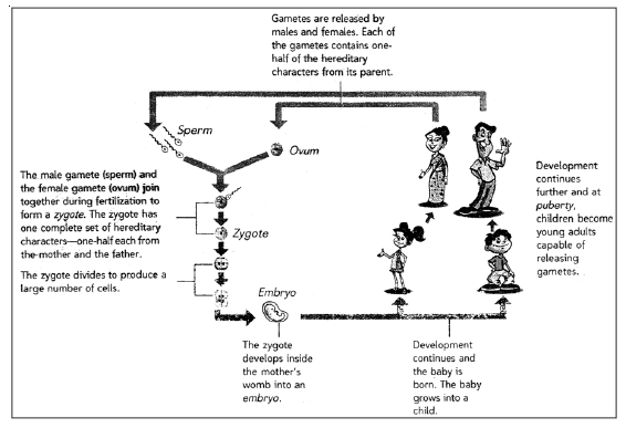 CBSE Class 8 Science Animal Reproduction Chapter Notes_3