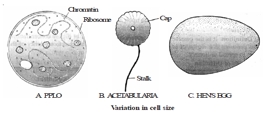 CBSE Class 8 Science Cell Chapter Notes_2