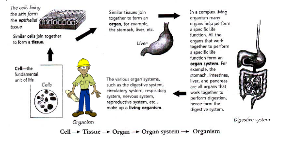 CBSE Class 8 Science Cell Chapter Notes_4