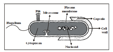 CBSE Class 8 Science Microorganism Frind and Foe Chapter Notes_1