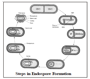 CBSE Class 8 Science Microorganism Frind and Foe Chapter Notes_2