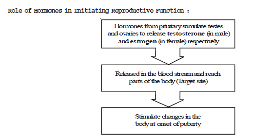 CBSE Class 8 Science Reaching the Age of Adolescence Chapter Notes_1