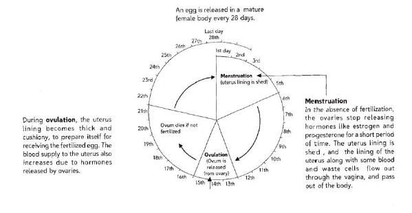 CBSE Class 8 Science Reaching the Age of Adolescence Chapter Notes_2