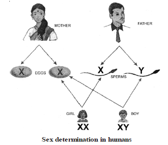 CBSE Class 8 Science Reaching the Age of Adolescence Chapter Notes_3