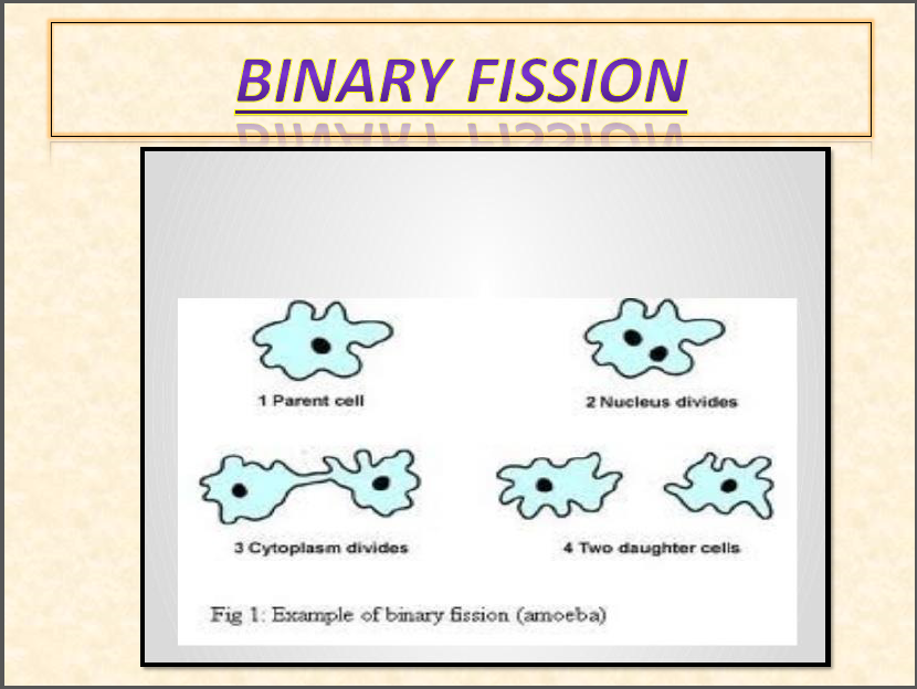 CBSE Class 8 Science Reproduction and Cloning