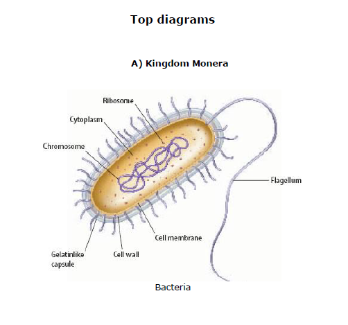 CBSE Class 9 Biology Diversity In Living Organism Notes_1