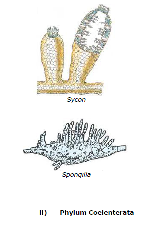 CBSE Class 9 Biology Diversity In Living Organism Notes_11