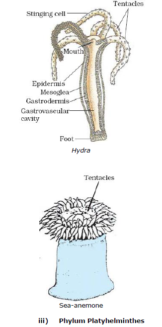 CBSE Class 9 Biology Diversity In Living Organism Notes_12