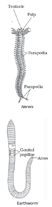 CBSE Class 9 Biology Diversity In Living Organism Notes_15