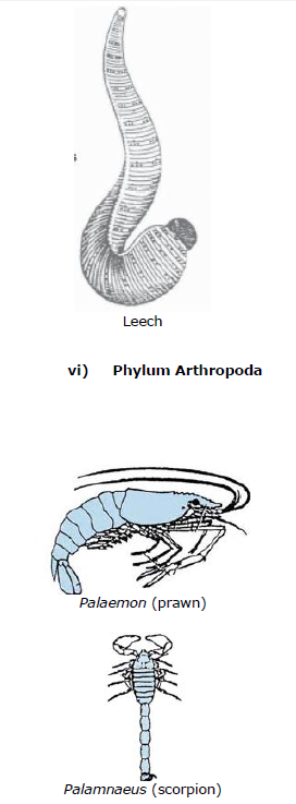 CBSE Class 9 Biology Diversity In Living Organism Notes_16