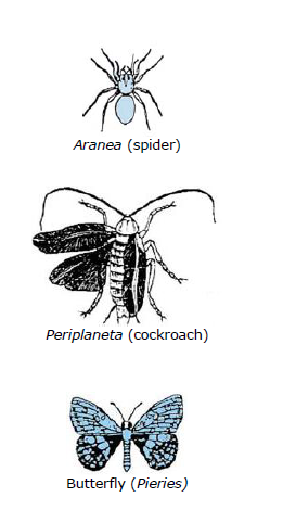 CBSE Class 9 Biology Diversity In Living Organism Notes_17