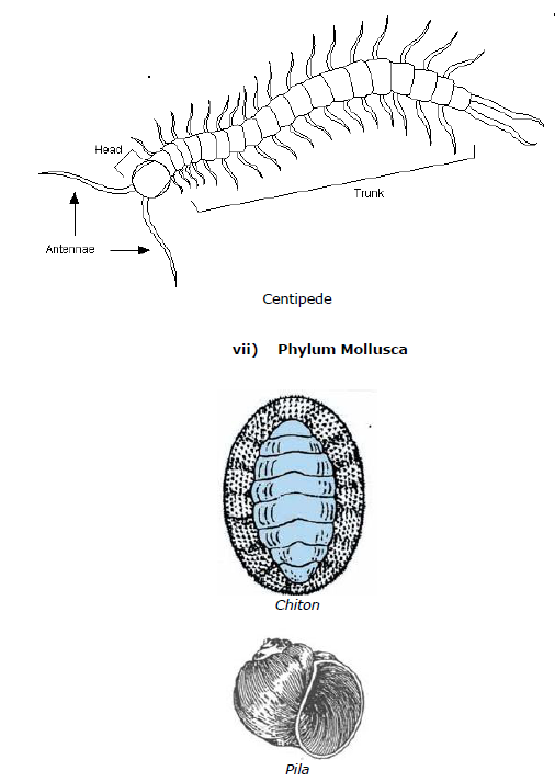 CBSE Class 9 Biology Diversity In Living Organism Notes_18