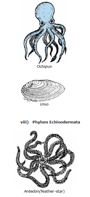 CBSE Class 9 Biology Diversity In Living Organism Notes_19