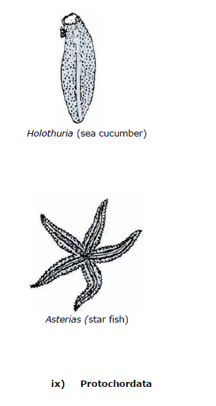 CBSE Class 9 Biology Diversity In Living Organism Notes_20