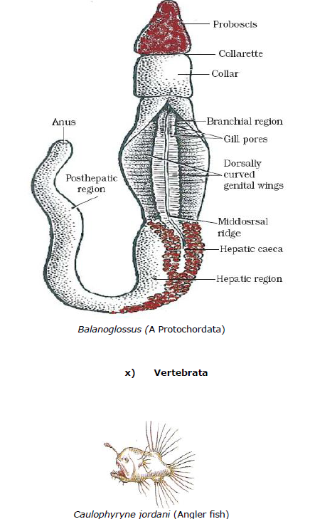 CBSE Class 9 Biology Diversity In Living Organism Notes_21