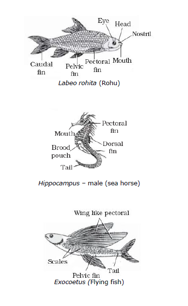 CBSE Class 9 Biology Diversity In Living Organism Notes_23