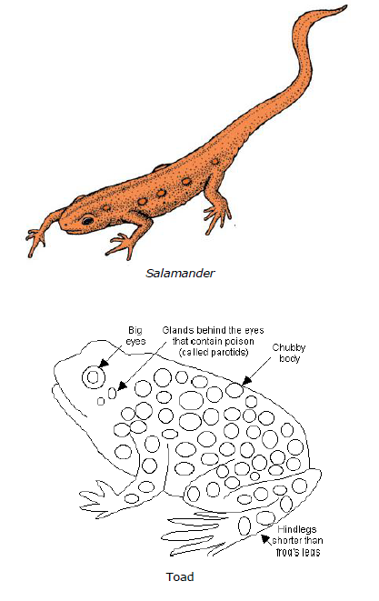 CBSE Class 9 Biology Diversity In Living Organism Notes_24