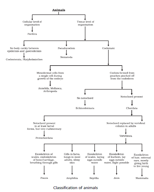 CBSE Class 9 Biology Diversity In Living Organism Notes_34