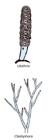 CBSE Class 9 Biology Diversity In Living Organism Notes_5