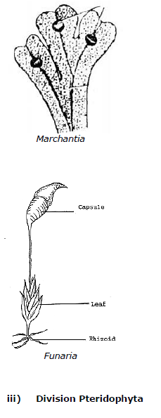 CBSE Class 9 Biology Diversity In Living Organism Notes_7