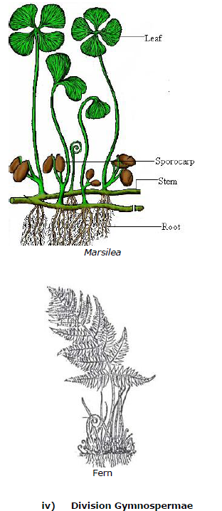 CBSE Class 9 Biology Diversity In Living Organism Notes_8