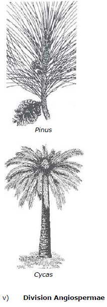 CBSE Class 9 Biology Diversity In Living Organism Notes_9