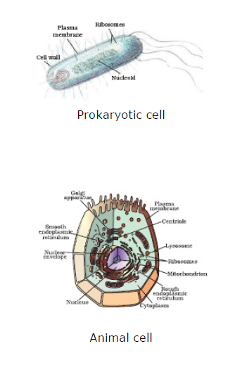 CBSE Class 9 Biology Fundamental Unit Of Life Notes_3