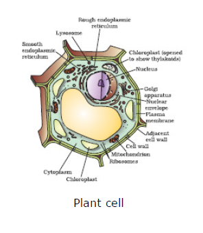 CBSE Class 9 Biology Fundamental Unit Of Life Notes_4