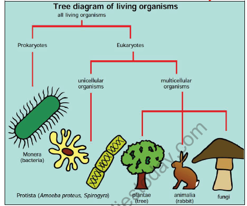 CBSE Class 9 Science Diversity in Living Organisms Notes