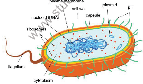 CBSE Class 9 Science The Fundamental Unit of Life Notes