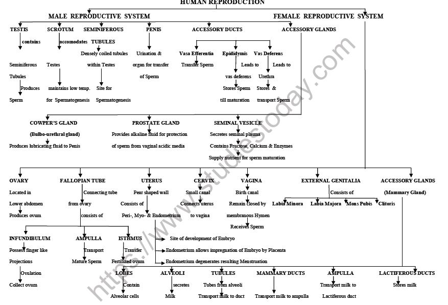 CBSE-Class-12-Biology-Human-Reproduction-Mind-Map