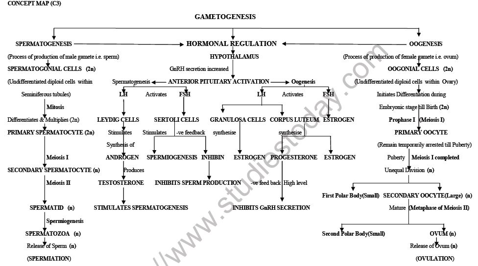 CBSE-Class-12-Biology-Human-Reproduction-Mind-Map