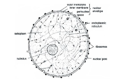 CBSE-Class-8-Science-Cell-and-Tissue-Notes-Set-A_1