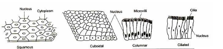 CBSE-Class-8-Science-Cell-and-Tissue-Notes-Set-B_3