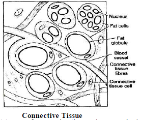 CBSE-Class-8-Science-Cell-and-Tissue-Notes-Set-B_4