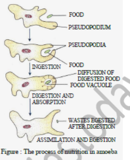 Class 7 Science Nutrition in Animals Exam Notes