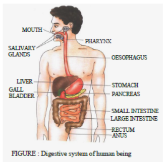 Class 7 Science Nutrition in Animals Exam Notes