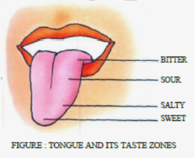 Class 7 Science Nutrition in Animals Exam Notes