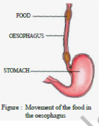 Class 7 Science Nutrition in Animals Exam Notes